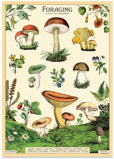 Affiche champignons - 20x28po