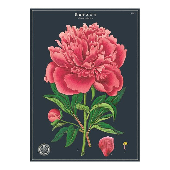Affiche études botaniques - 20x28po