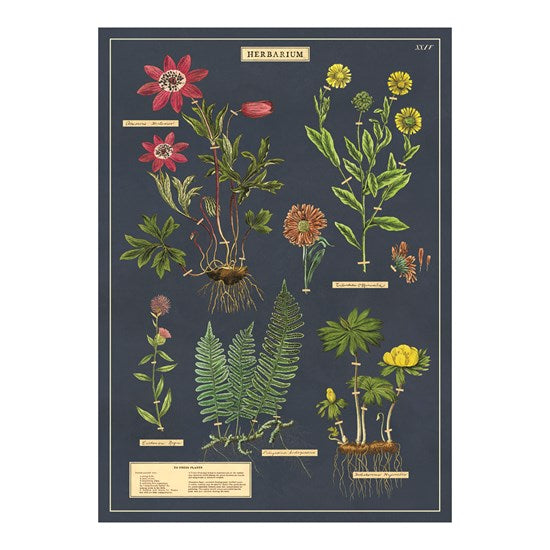 Affiche herbarium - 20x28po