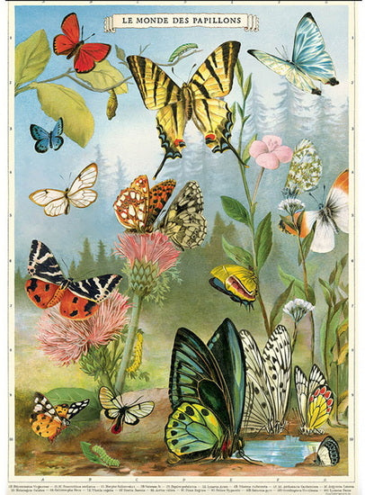 Affiche papillons - 20x28po